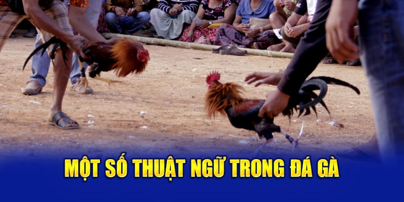 Các thuật ngữ đá gà thường thấy nhất