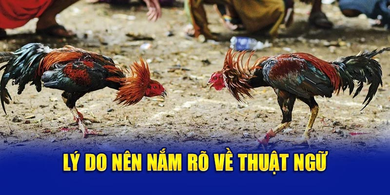 Các thuật ngữ đá gà thường dùng trong thi đấu